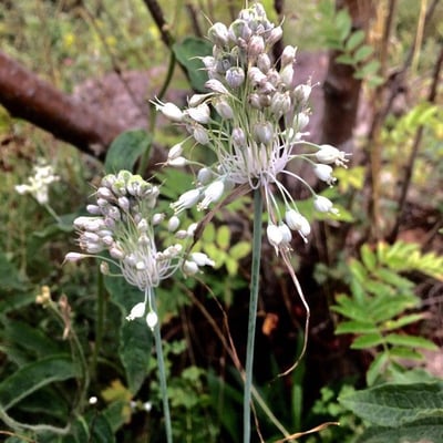 Allium oleraceum — flower