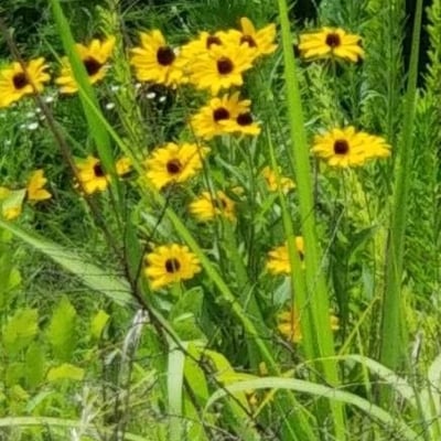Encelia californica — flower