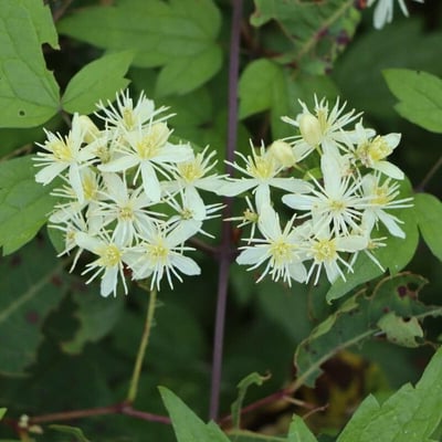 Clematis apiifolia — flower