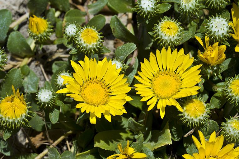 Hairy gumweed