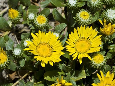 Hairy gumweed