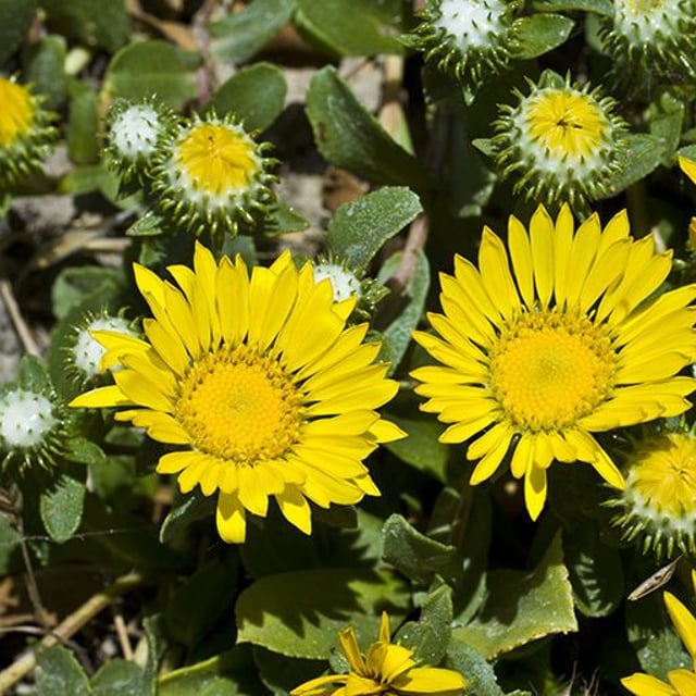 Grindelia hirsutula — flower