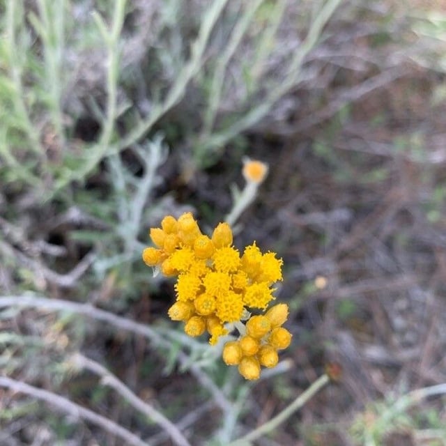 Chrysocephalum apiculatum — flower