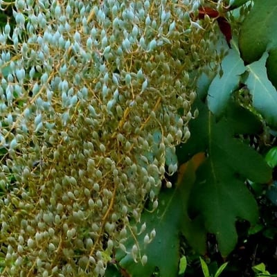 Bocconia frutescens — flower