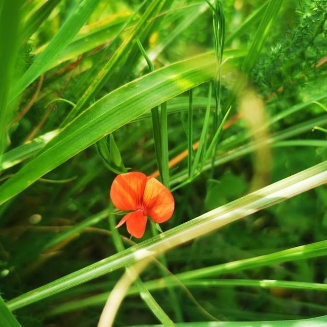 Lathyrus sphaericus — flower