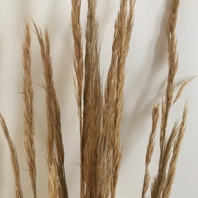 Stipa tenacissima — flower