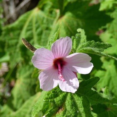 Urena lobata — flower