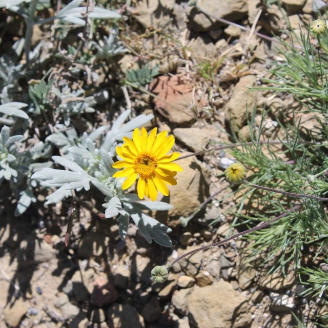 Thymophylla pentachaeta — flower