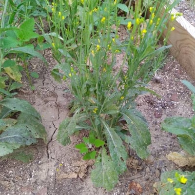 Brassica juncea — flower