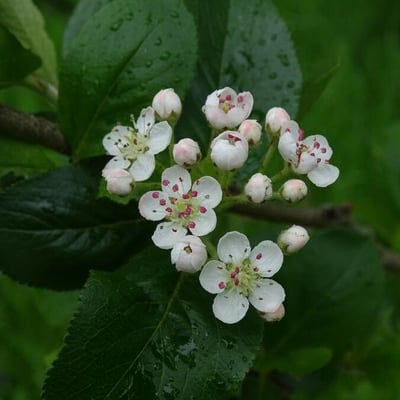 Aronia melanocarpa — flower