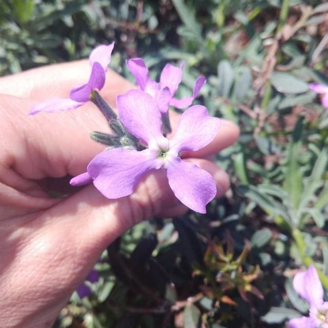 Matthiola sinuata — flower