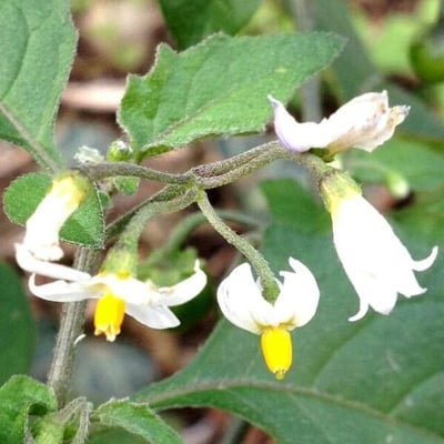 Solanum americanum — flower