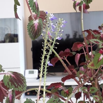 Coleus scutellarioides — flower
