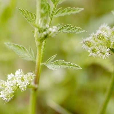 Torilis nodosa — flower