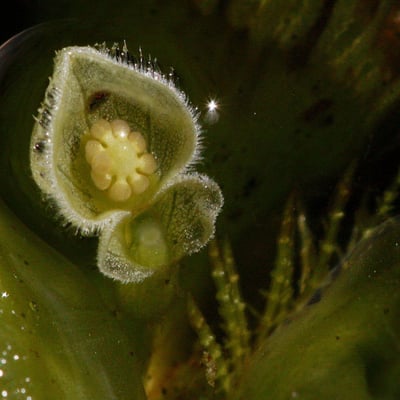 Pistia stratiotes — flower