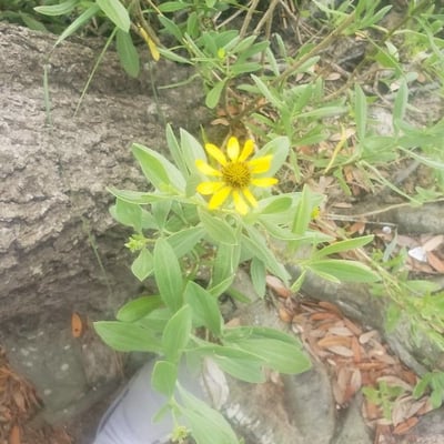 Borrichia frutescens — flower