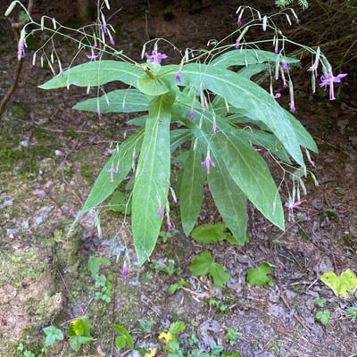 Prenanthes purpurea — flower