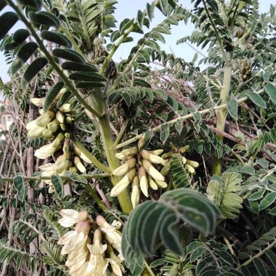 Erophaca baetica — flower