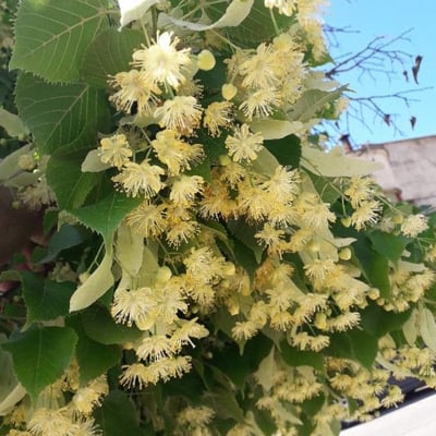 Tilia cordata — flower