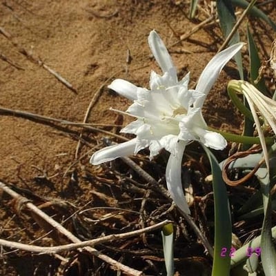 Pancratium maritimum — flower