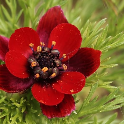 Adonis annua — flower