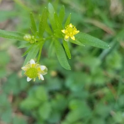 Ranunculus abortivus — flower