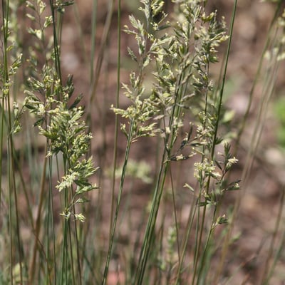 Festuca cinerea — flower