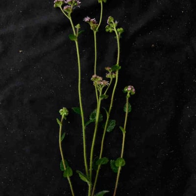 Conocliniopsis prasiifolia — flower