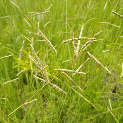 Paspalum plicatulum — flower