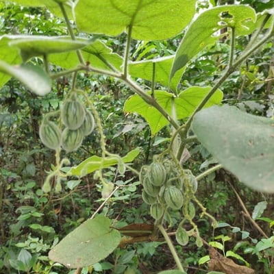 Solanum corymbiflorum — fruit
