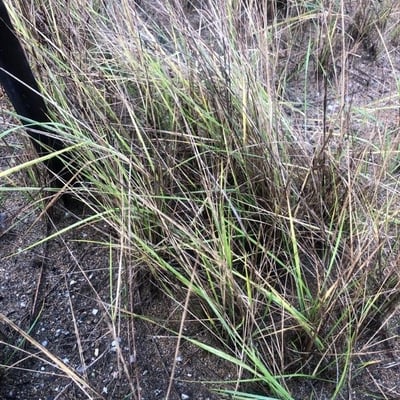Thinopyrum junceum — leaf