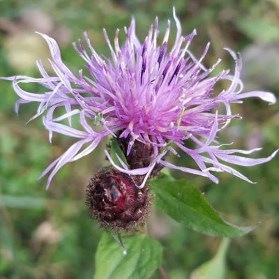 Centaurea decipiens — flower