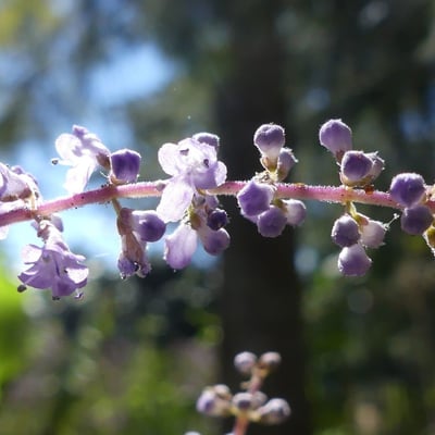 Tetradenia riparia — flower