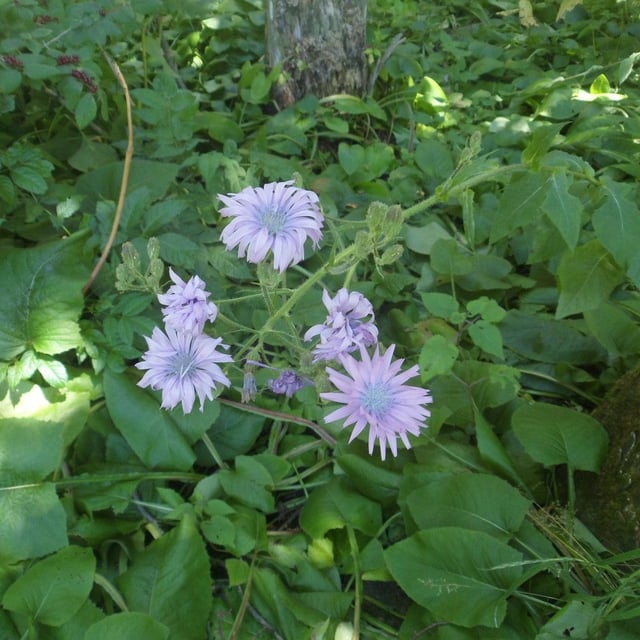Lactuca plumieri — flower