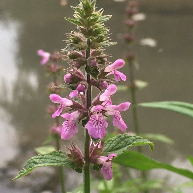 Stachys palustris — flower