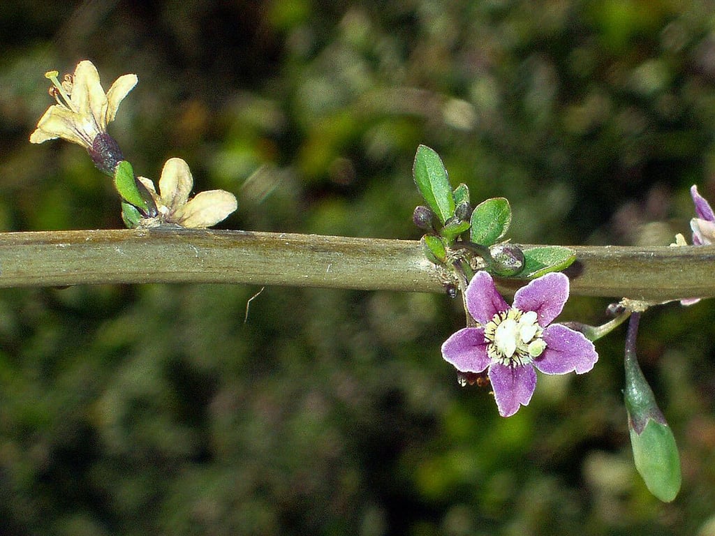 Chinese boxthorn