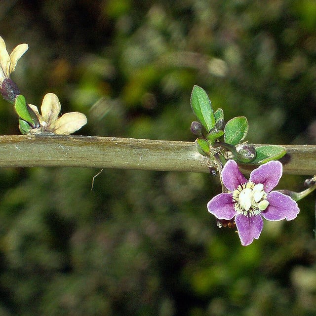 Lycium chinense — flower