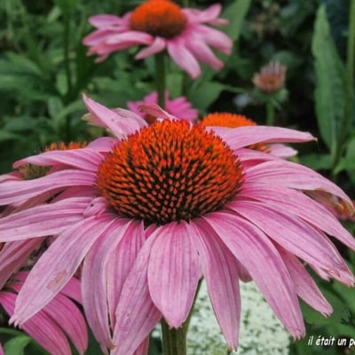 Echinacea purpurea — flower