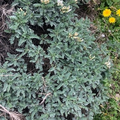 Astragalus tragacantha — flower