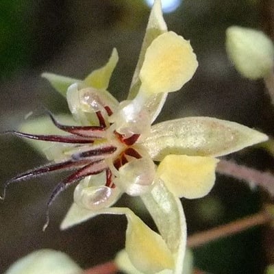 Theobroma cacao — flower