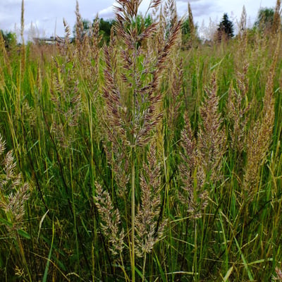 Calamagrostis canescens — flower