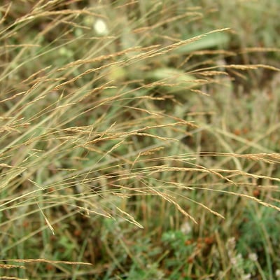 Agrostis castellana — flower