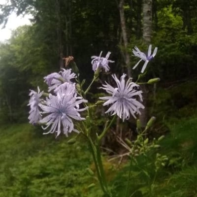 Lactuca plumieri — flower