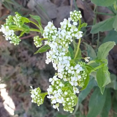 Lepidium draba — flower