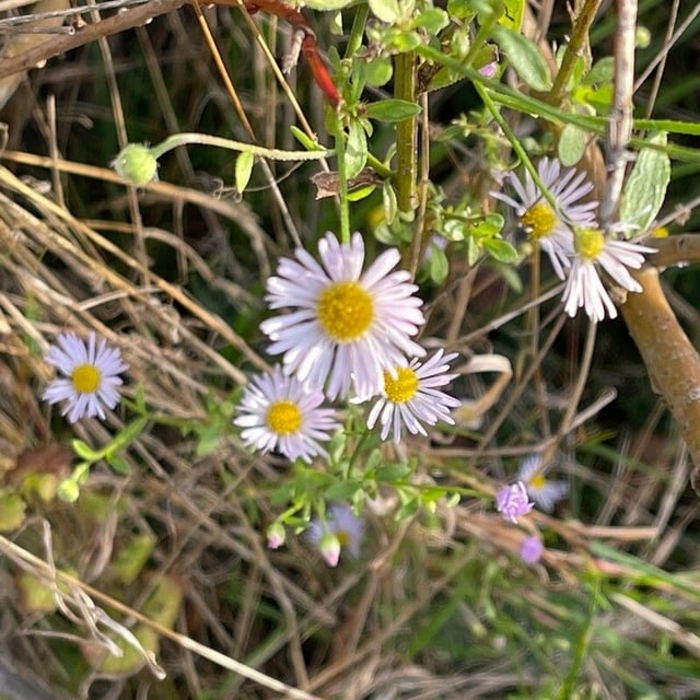 Symphyotrichum dumosum — flower