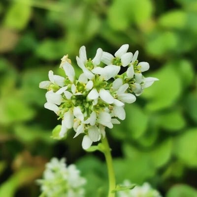 Cochlearia officinalis — flower