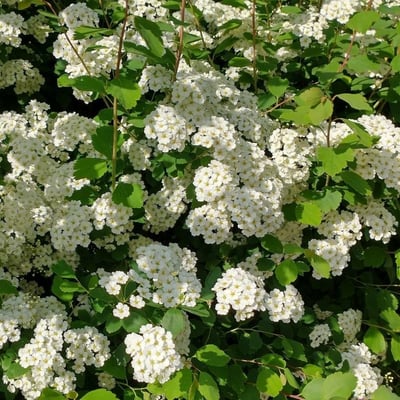 Spiraea chamaedryfolia — flower