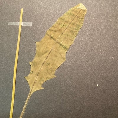 Hieracium caesium — leaf