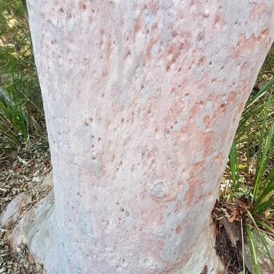Angophora costata — bark