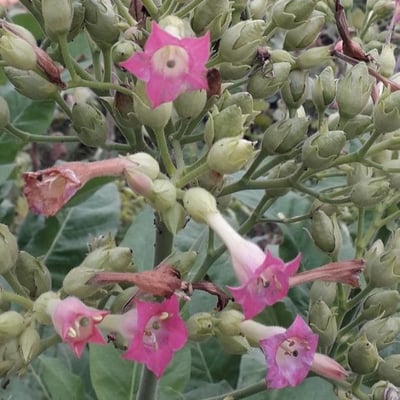 Nicotiana tabacum — flower